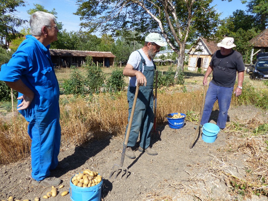 Rcolte des pommes de terre